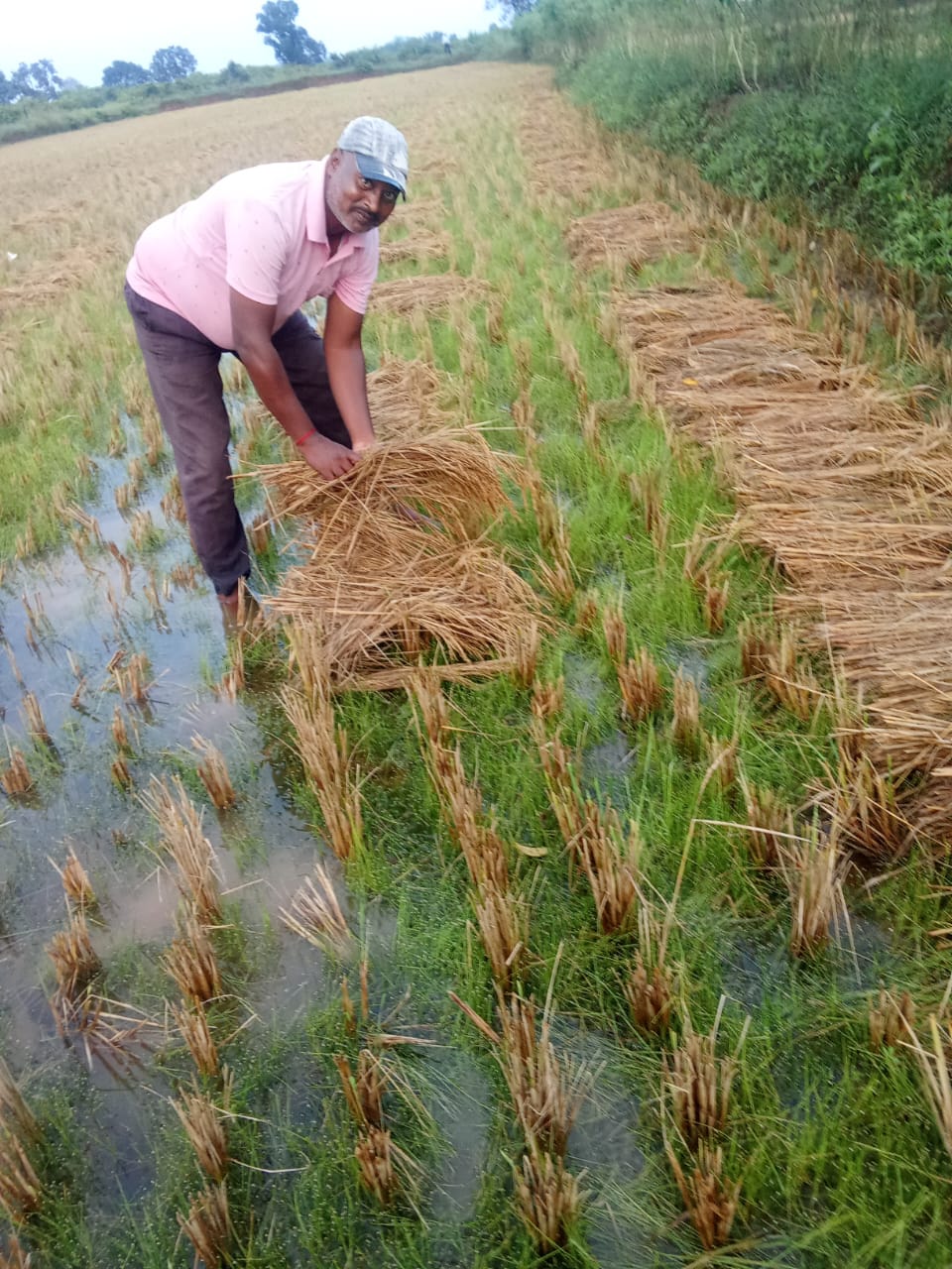 सिंदेवाहीत अवकाळी पावसाने शेतकऱ्यांचे कंबरडे मोडले!सिंदेवाही तालुका दुष्काळ ग्रस्त करून नुकशान भरपाई देण्याची मागणी