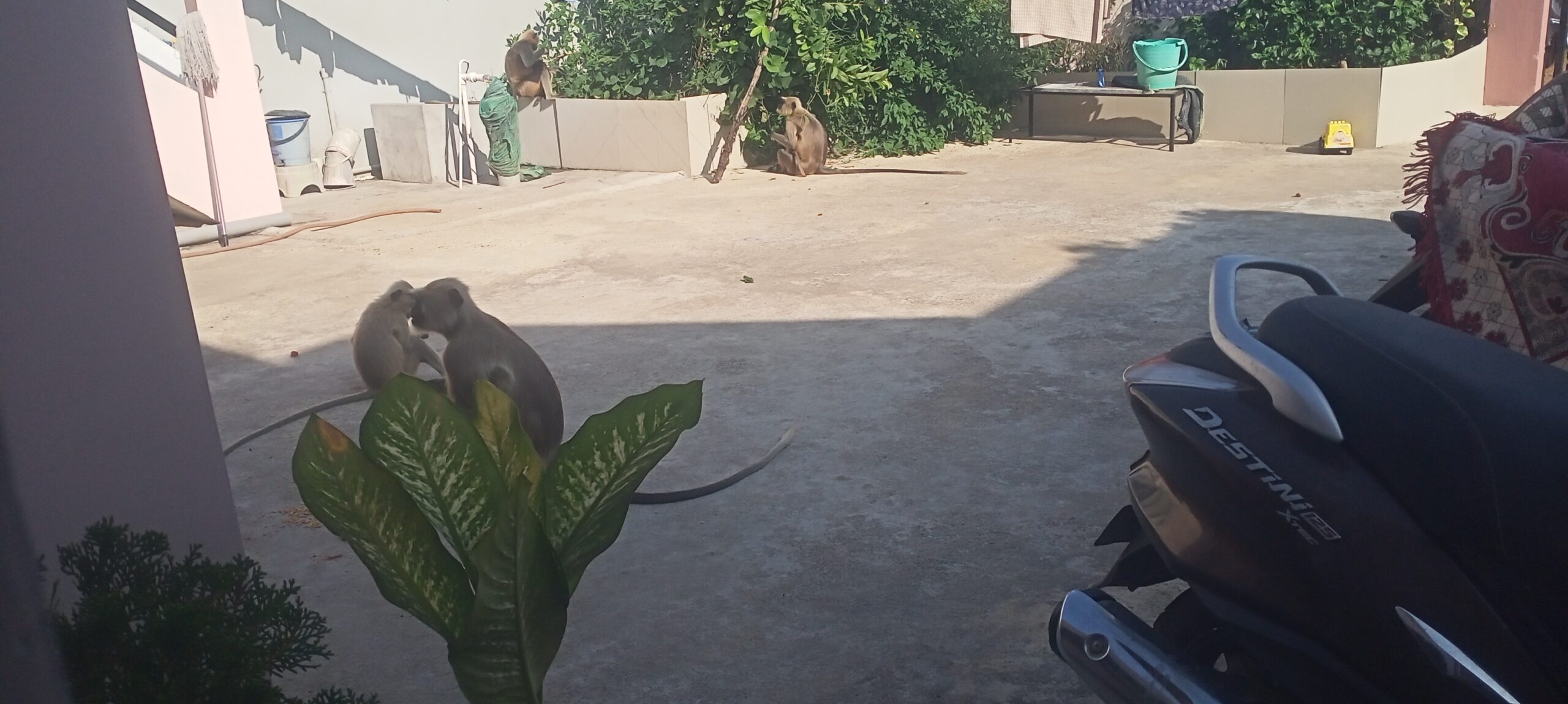 सिंदेवाही मधील लोणवाही या ठिकाणी वानरांचा हैद्रौश