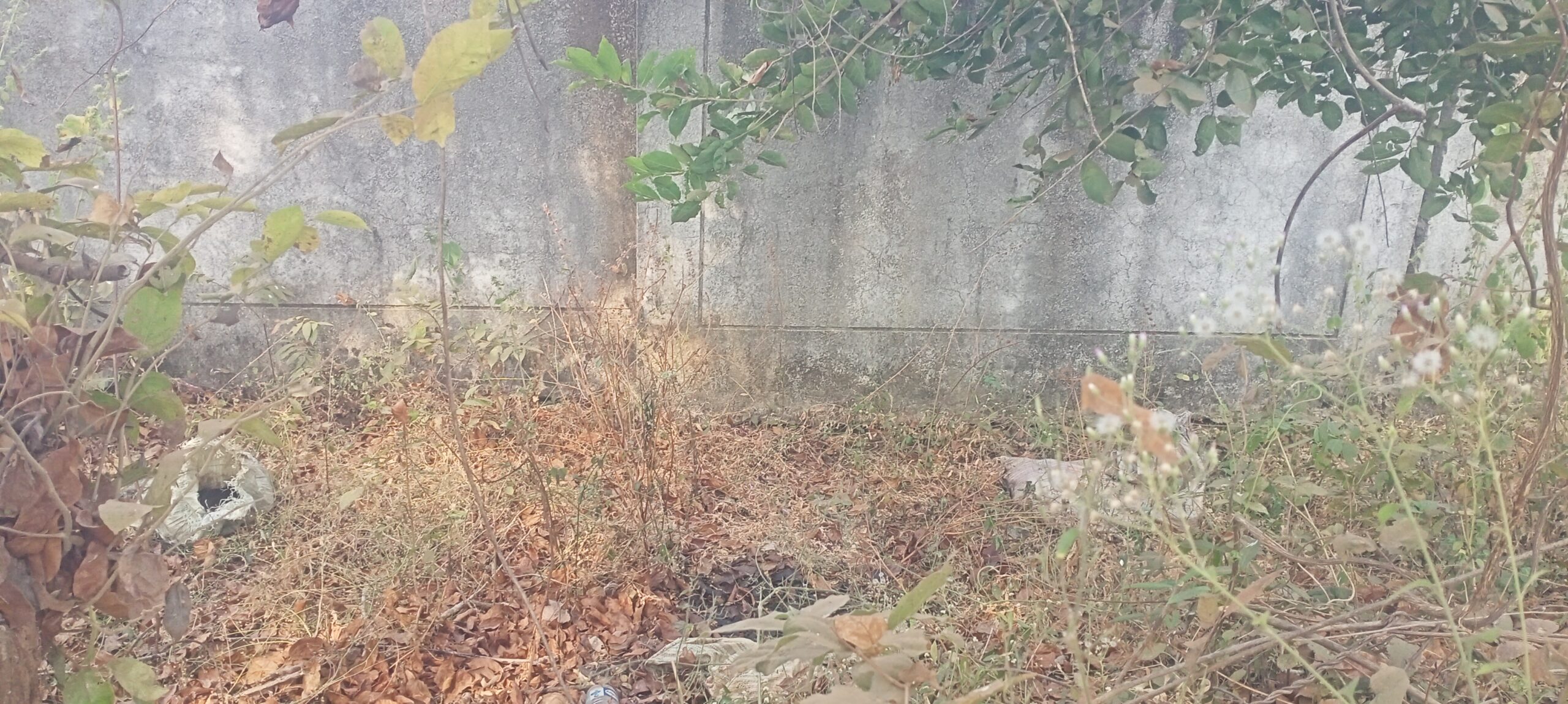 लोणवाही इथे 8 दिवसा अगोदर फेकण्यात आलेल्या पोतुलित आढळले मृत कोंबड्या