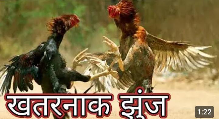 सिंदेवाही तालुक्यातील मरेगाव या ठिकाणी खुलेआम कोंबडा बाजार सुरु