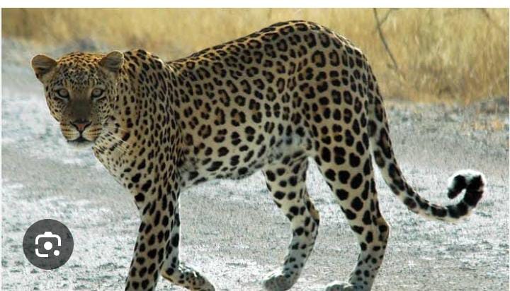 काळ आला, पण वेळ आली नव्हती!तालुका पत्रकार संघठनेचे नवनियुक्त अध्यक्ष्य अमन आफताब कुरेशी यांचे थोडक्यात जीव वाचले , बिबट्याच्या हल्यात थोडक्यात बचावले